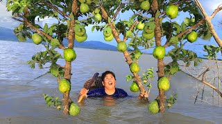 A woman Finding Guava fruit  for eating In Water - Pick Guava fruit - Her village