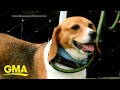 Nearly 4,000 beagles get new leash on life | GMA