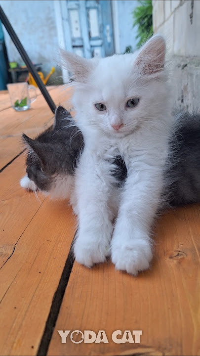 Kitty Mafia Boss – rap paling berani tentang kucing gangster!