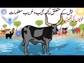 Interesting Facts About Ox | Facts About Animals | Hayat ul Haiwan