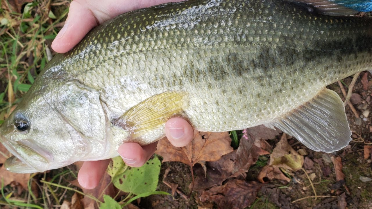 Lancaster County Creek Bass Fishing YouTube