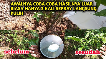 Obati daun cabe yg keriting secara alami
