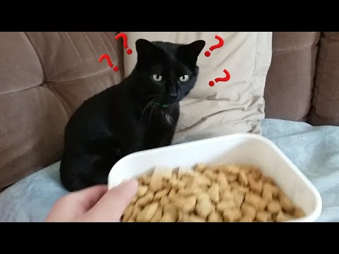 je-teste-une-recette-de-croquettes-pour-mon-chatđ±