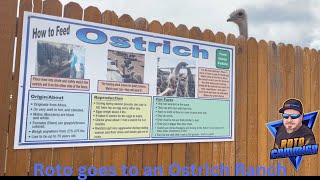 Rooster Cogburn Ostrich Ranch #vlog #ostrich #pettingzoo #petfeeding #educationalvideo #kids