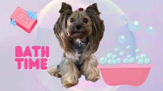 Yorkshire terrier bathtime by Gughy Yorkshire  1,086 views 4 years ago 7 minutes, 30 seconds