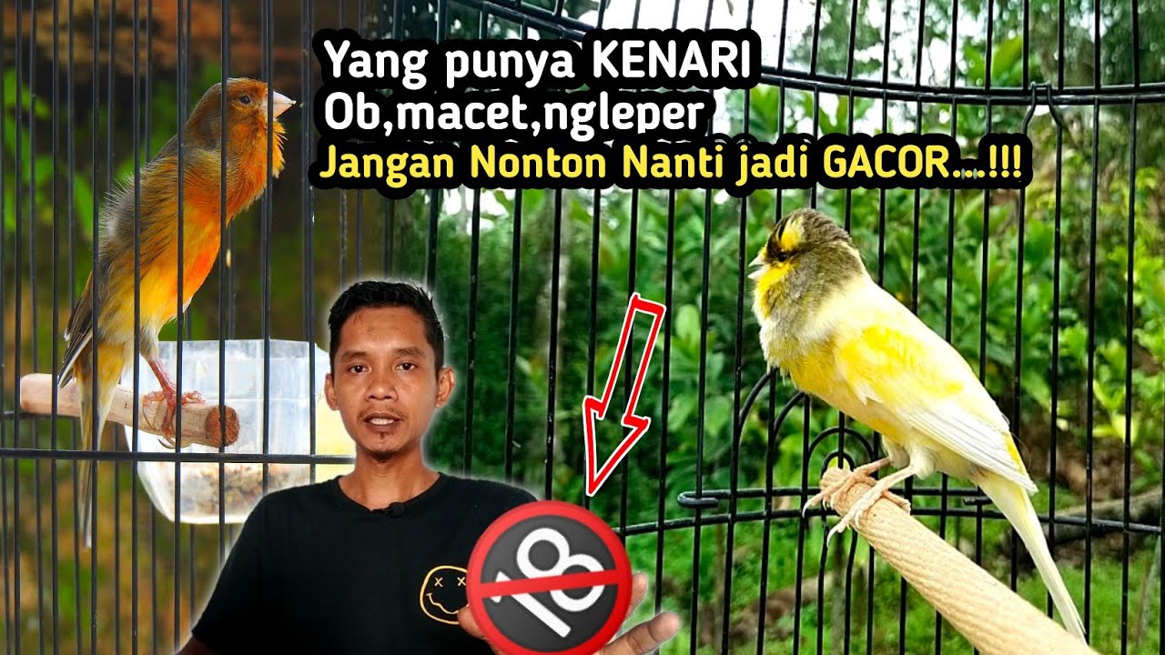 KENARI Macet,OB,Ngleper SEMBUH TOTAL dengan trik ini‼️