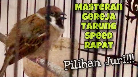 Top Masteran Burung Juara‼️Gereja Tarung Ngerol Abis Durasi Panjang Suara Jernih | Kicau Tembak