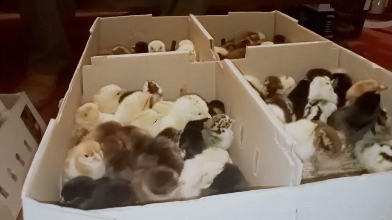 Golden Misri Choza A Grade Chicks Al HaDii Chicks 03328403810 YouTube golden-misri-choza-a-grade-chicks-al-hadii-chicks-03328403810-youtube