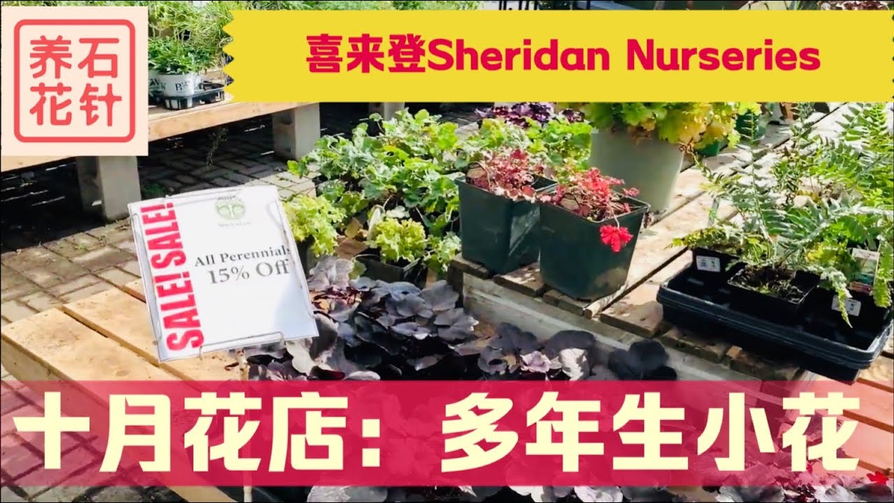看看收摊前的多年生草本植物 十月专业花店 Youtube
