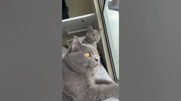 gorgeous orange eyed kitties watching the birds | ekekekkekkek
