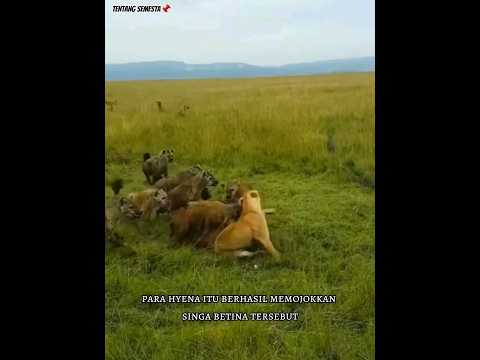 Video: Adakah dubuk akan menyerang singa?