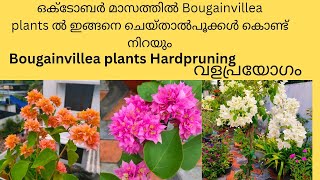 Download lagu If you do these things in the month of October, Bougainvillea plants will be full of flowers |Har...