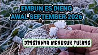 Dieng Frost in Early September, a viral phenomenon