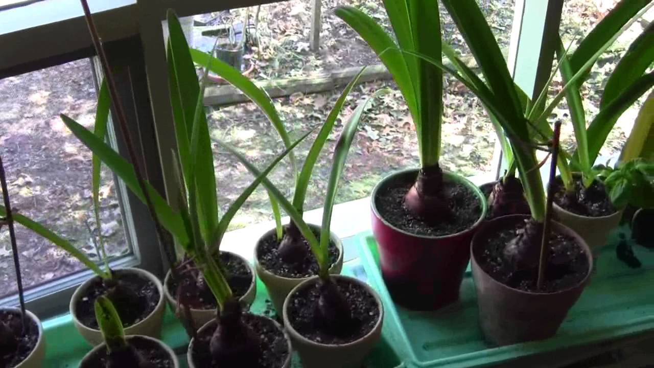 how to increase amaryllis bulb size
