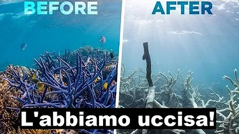 Quanta barriera corallina è rimasta?