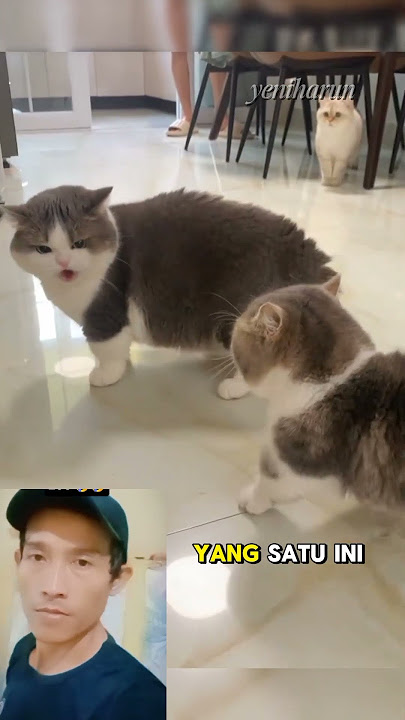 kucing berantem#kucinglucu #cat #shortspidio