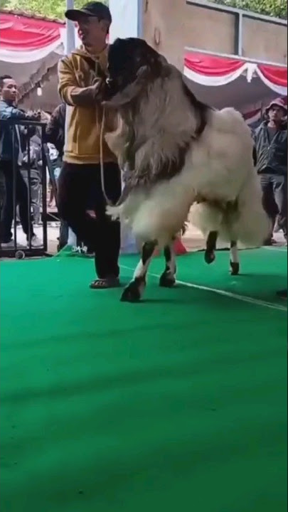 KAMBING PE MEWAH MENGIKUTI KONTES PIALA PRESIDEN #kambing #kambingkontes #shorts