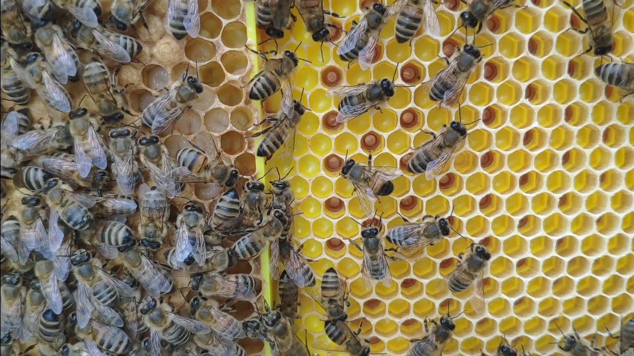 Karl Jenter Setinin Eskitmesi Başarılı Bir Şekilde Tamamlandı Ana Arı Hapsetmeden Bile Yumurta Atmış