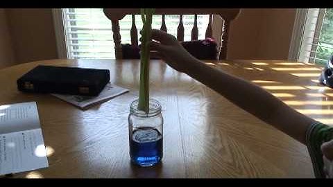 Plant Stems Are Like Pipes - Celery Experiment