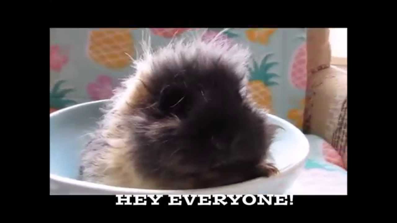 guinea pig house Did You Know We're On Facebook and Instagram???