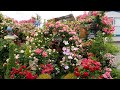 Private gardenssummer gardens of facilities in japan    swarming rose