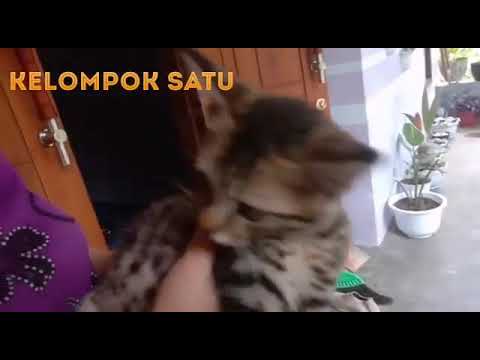 Video: Kemerosotan Iris Di Mata Pada Kucing