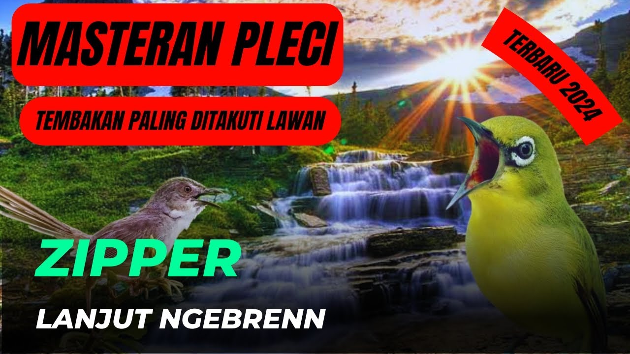 MASTERAN PLECI TEMBAKAN ZIPPER MIX NGEBRENNN ‼️TEMBAKAN PALING DISUKAI PLECIMANIA