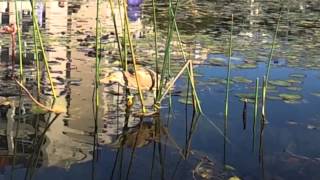 Bird Catching a Fish