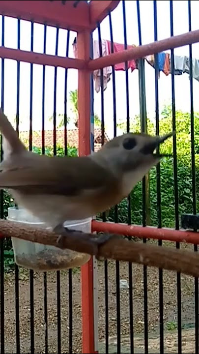 VIRAL ! BURUNG KECIL INI MIRIP MURAI BATU SUARANYA !