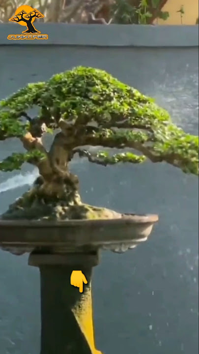 inspirasi bonsai Sancang super mewah #bonsai