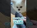 【Vlog】パパが魚を釣ってきたー #ポメラニアンノアのvlog