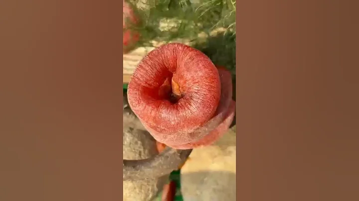 These fruits look so beautiful and tasty😋🍒🍉🍊🍇🍍🍎 #shorts #nature #fruits