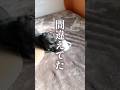子犬のしつけ、7年後のこたえあわせ