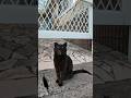 島の黒猫ちゃんカワイイ