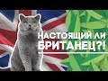 Британская Короткошёрстная - Обзор породы