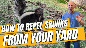 Hoe voorkom je dat stinkdieren je gazon omwoelen? | Beste afweermiddel tegen stinkdieren en onged...