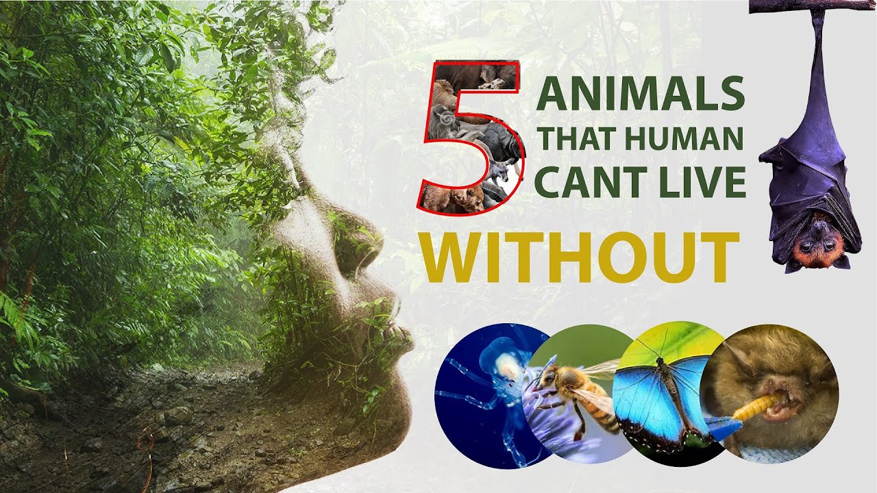 5 Animals that humans can't live without YouTube