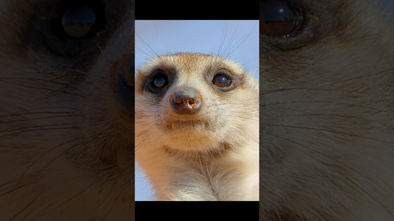 Hey, buddy, aren't you digging a little too hard? 