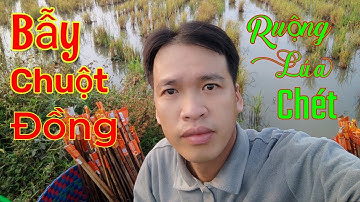 Bẫy chuột đồng trên ruộng lúa chét... kiếm ăn cũng được lắm... Tèo Ngố TV...