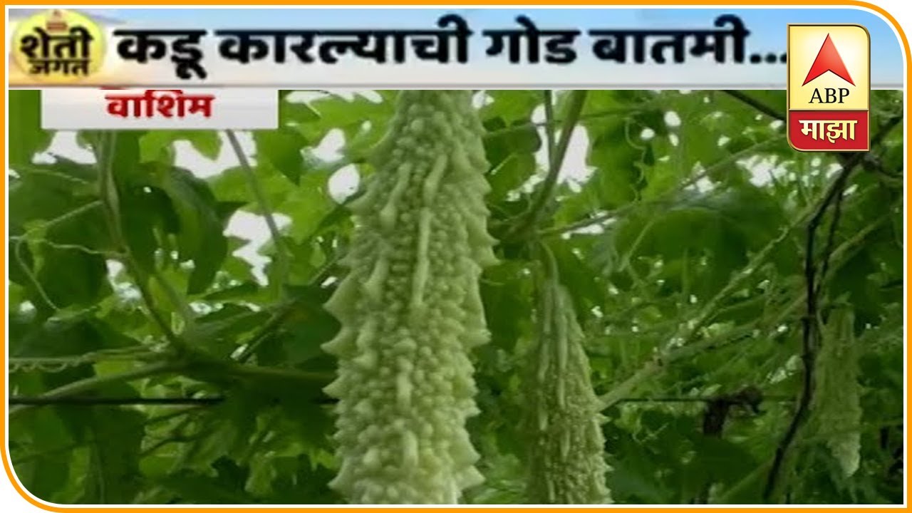 कडू कारल्याची गोड बातमी! वाशिमच्या शेतकऱ्याकडून 15 दिवसात 15 क्विंटल कारल्याचं उत्पादन|ABP Majha
