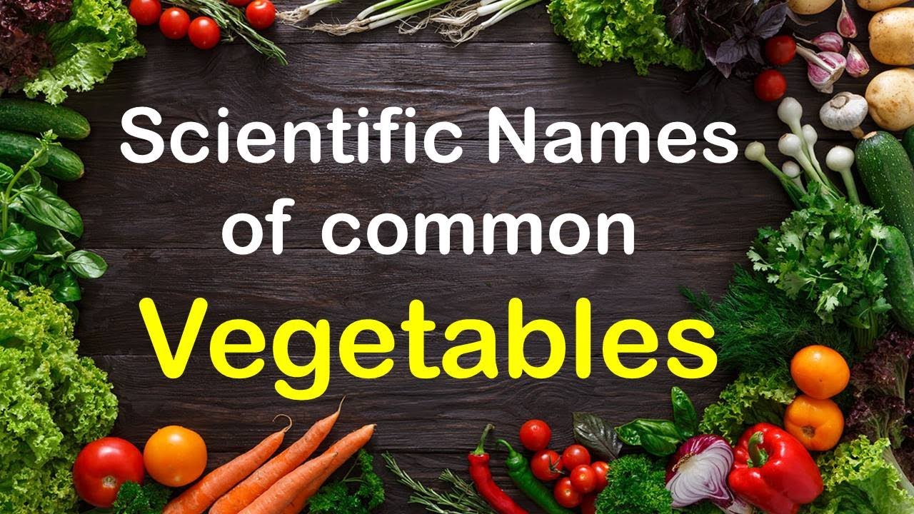 Scientific Names Of Most Common Vegetables  Vegetables Names