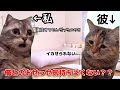 付き合って初期、彼氏を悲しませてしまっていたので勉強した時の話 #猫ミーム #恋愛 #日常 #あるある #カップル #