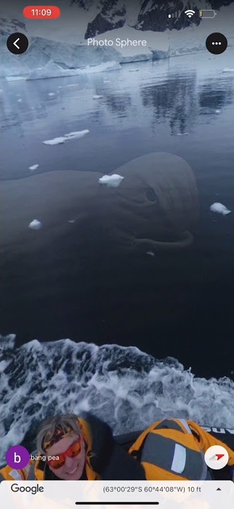 is this a ningen?🤯😳                          video credit, TikTok: googlethecurious