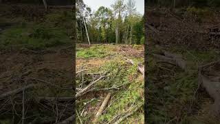 Clearing land by hand for the homestead