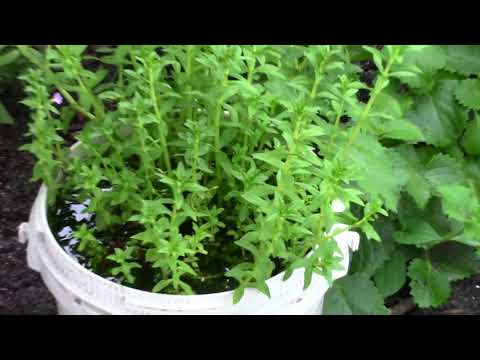 RAU NGÒ OM ÔNG GIÀ TỊ NẠN TRỒNG TRONG THÙNG Ở MỸ 5/6/2017 Homegrown Herbs in Containers | VN