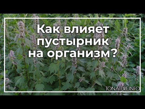 Как влияет пустырник на организм? | toNature.Info