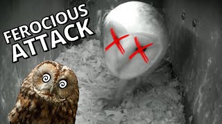 Barn Owl Defends Itself From A Ferocious Tawny Attack