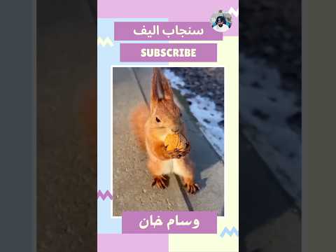 سنجاب اليف ياكل الجوز ضحك ضحك    