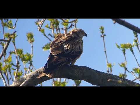 Red Kite Calling in Tree Rack End 13 April 2020 20200413 171601 79452400324093