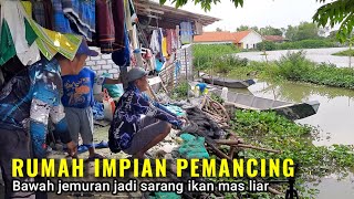 NGERINYA DESA INI! Belakang rumah ikan² mas liar berkeliaran